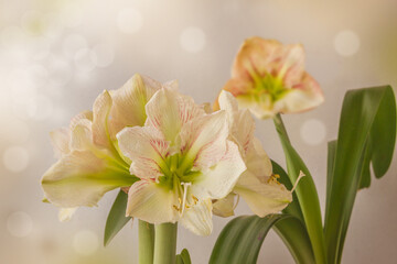 Two hippeastrum (amaryllis) on a gray background