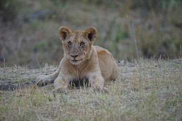 Fototapeta na wymiar The little lion was lying on the grass, and it looked like a cat. Large numbers of animals migrate to the Masai Mara National Wildlife Refuge in Kenya, Africa. 2016.