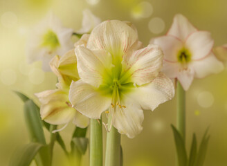 Fototapeta premium Blooming white hippeastrum (amaryllis) of different varieties on a green background