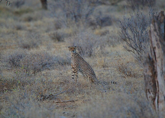 At dusk, an African cheetah sits on the dry grassland and stares at the camera. Large numbers of animals migrate to the Masai Mara National Wildlife Refuge in Kenya, Africa. 2016.