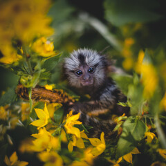 The common marmoset baby on the branch in summer garden