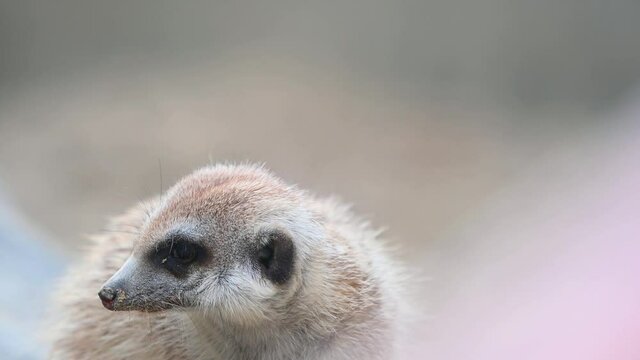 Meerkat, Suricata suricatta, 4K Footage; looking towards the camera with its cute lovely face, faces to the left and around during the afternoon.