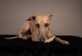 cute brown dog Italian greyhound lying on black blanket on brown and grey background in studio