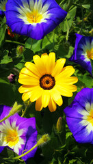 Yellow camomiles among bright blue flowers. Summer flowers.