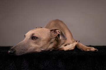 cute brown dog Italian greyhound lying on black blanket on brown and grey background in studio