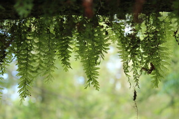 Patagonia Chilena - Futaleufú