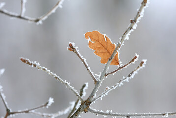 oak twig in hoarfrost