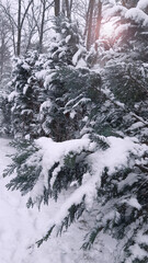 Fototapeta na wymiar Snow covered thuja branches in sun set winter.