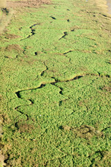 green moss on the wall