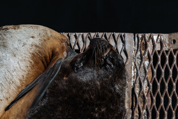 La fauna de puerto madryn: lobos marinos