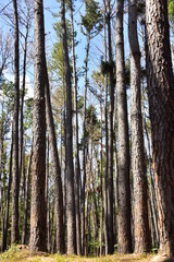 trees in the forest