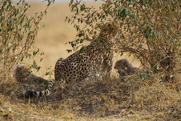 A cheetah mother and two cubs rest on the grass. One of the cubs is yawning. Large numbers of animals migrate to the Masai Mara National Wildlife Refuge in Kenya, Africa. 2016.