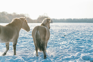 Horses in winter on the pasture. Walk free on the field in the snow
