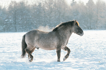 Dutch gray horse walks on freedom at winter time.