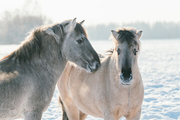 Gray horse and a brown horse stand in front of a winter landscape