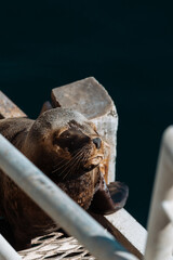 La fauna de puerto madryn: lobos marinos