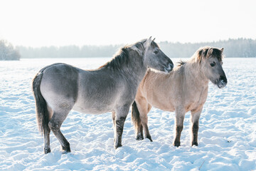 Two thoroughbred gray horses in winter forest.