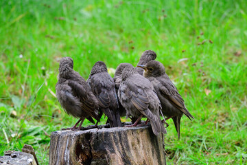 Junge Stare warten auf die Fütterung	