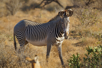 The Gervy's Zebra stood on the dry grassland. Its face is facing the camera. Large numbers of animals migrate to the Masai Mara National Wildlife Refuge in Kenya, Africa. 2016.