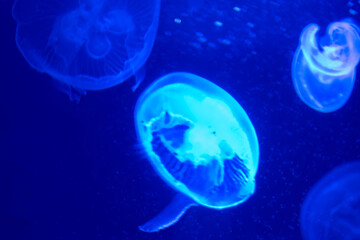 Naklejka na ściany i meble Colorful jelly fish in dark sea.