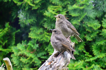 Junge Stare warten auf die Fütterung	
