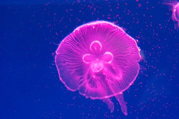 Obraz premium Colorful jelly fish in dark sea.