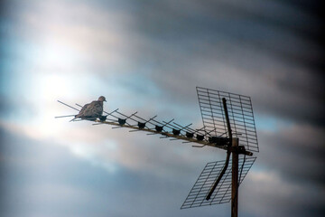 Un oiseau sur une antenne