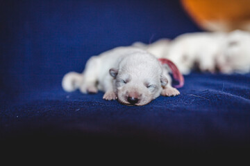Potrait of a newborn white Shepherd puppy. Baby dog on a blue blanket. One week old dog