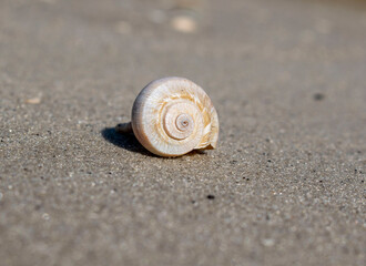 whelk shell in the sun