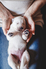 Newborn swiss shepherd lying in breeder hands. cute Puppy holding by owner. Portrait of a young dog