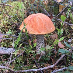 mushroom in the forest