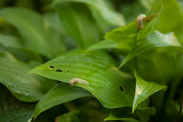 Green leaves of hosta in garden with slugs