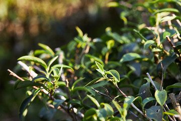 Growing tea leaf in crop