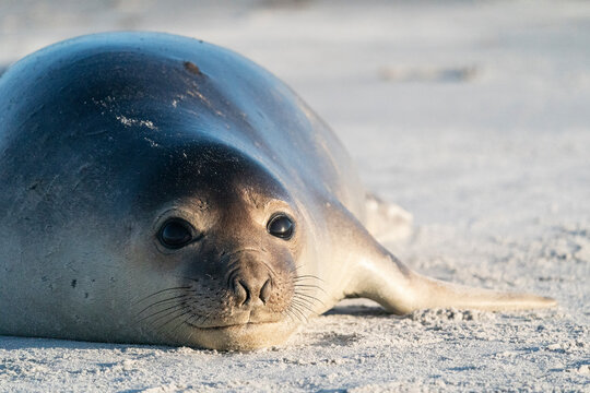 Elephant seal on the beatch