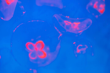 Fototapeta na wymiar Colorful jelly fish in dark sea