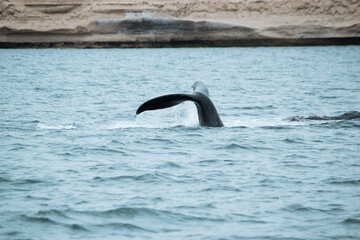 Fototapeta premium Las ballenas salieron a jugar