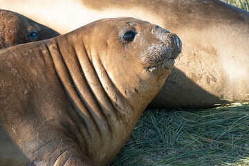 Elephant seal on the beatch