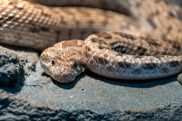 Spalerosophis diadema, known commonly as the diadem snake and the royal snake close up on the rocks at night in the middle east or north africa.