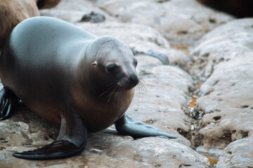 La fauna de puerto madryn: lobos marinos