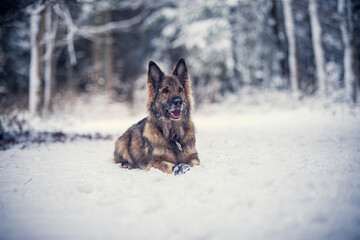 Adult german shepherd standing in the snow with a snowy face. Dog on a walk in winter