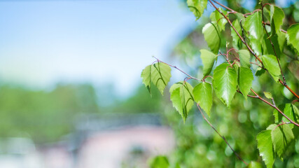 Birch with green leaves at branches. Spring background with branch of birch