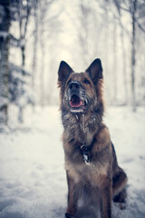 Adult german shepherd standing in the snow with a snowy face. Dog on a walk in winter