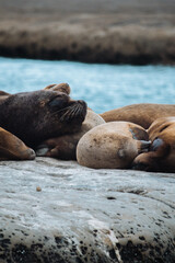 La fauna de puerto madryn: lobos marinos