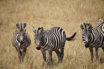 Fototapeta na wymiar Zebras standing on the grass, their heads facing the camera. Large numbers of animals migrate to the Masai Mara National Wildlife Refuge in Kenya, Africa. 2016.
