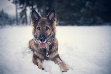 Adult german shepherd standing in the snow with a snowy face. Dog on a walk in winter