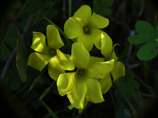 Fiore selvatico