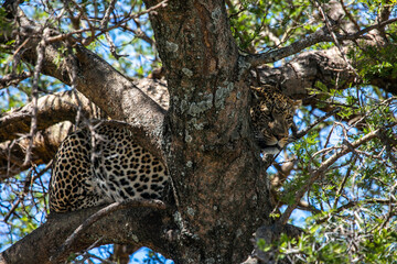 Leopard on a tree watching for the hunt in Serengeti National Park of Tanzania, East Africa...