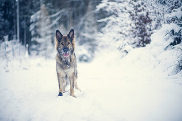 Adult german shepherd standing in the snow with a snowy face. Dog on a walk in winter