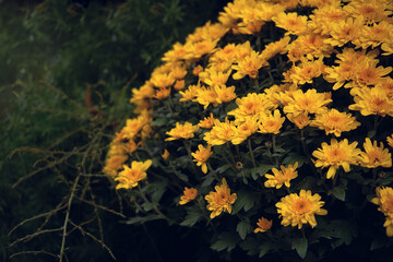 Beautiful orange chrysanthemum on a background of green plants