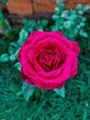 Red rose from the garden